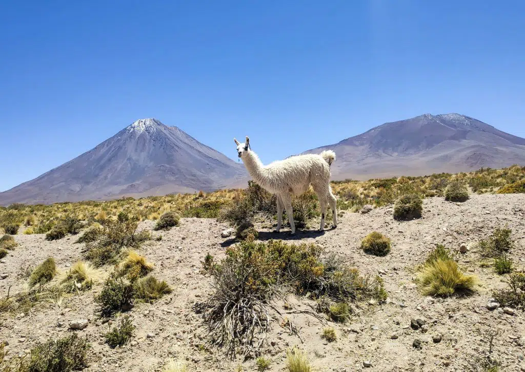 Alpaca vulkaan Ruta 27