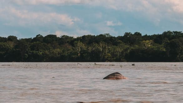 Roze dolfijn Amazone