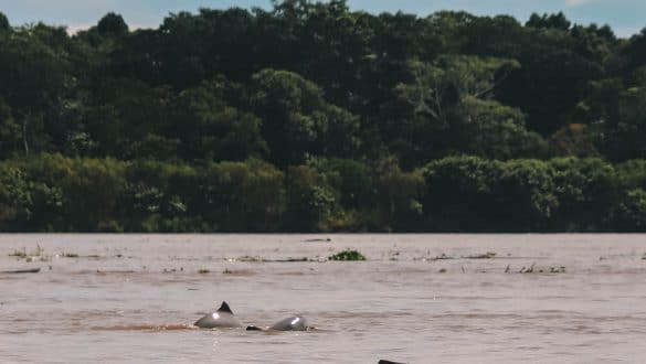 Tarapoto Lake Amazone dolfijn