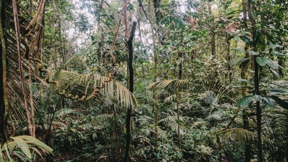 Amazone regenwoud Colombia