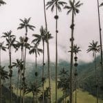 Cocora valley Colombia