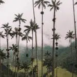 Cocora valley Colombia