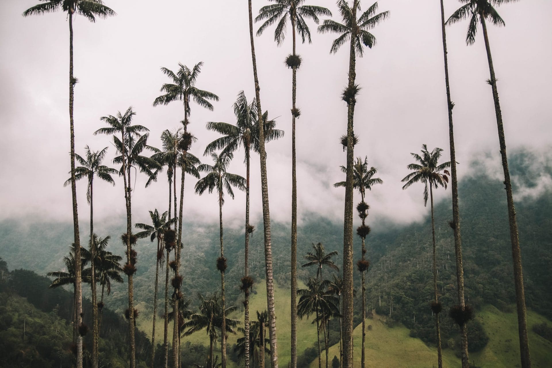 Cocora valley Colombia