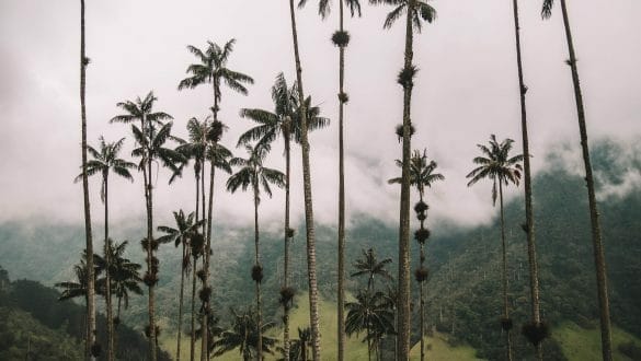 Cocora valley Colombia