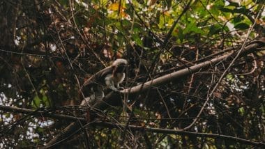 Wildlife Tayrona park