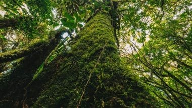 Santa Elena Cloud Forest Monteverde