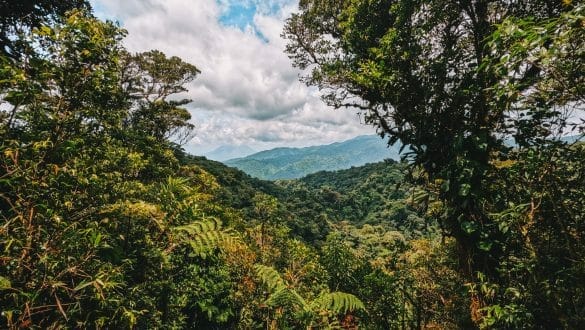 Santa Elena Cloud Forest Monteverde