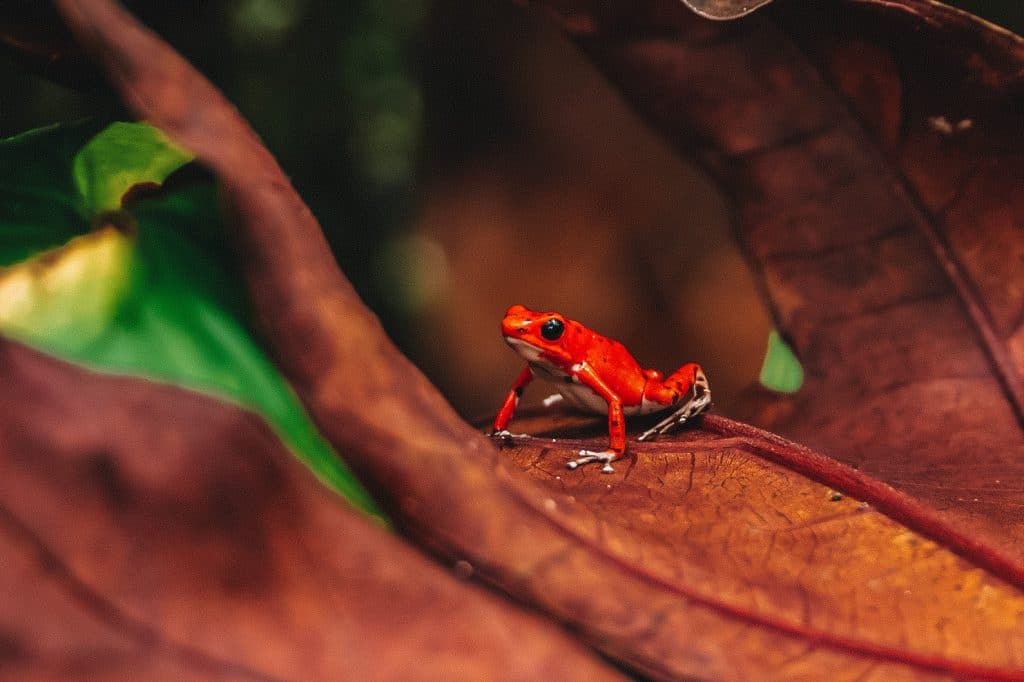 Red Frog Beach Boca del Toro