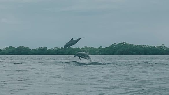 Dolfijnen boottour Bocas del Toro
