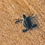 Ras Al Jinz Turtle Reserve Oman