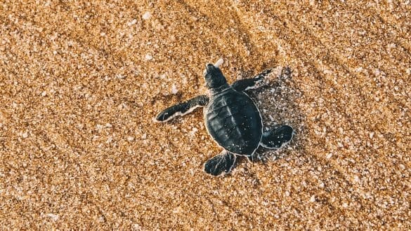 Ras Al Jinz Turtle Reserve Oman