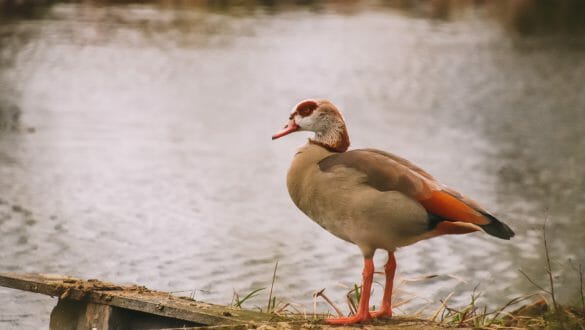 Nijlgans