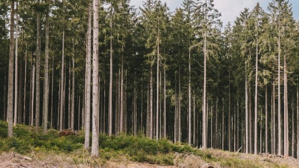 Wandelen Ardennen