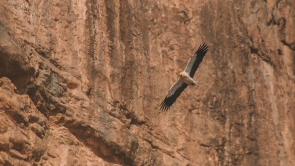 Wildlife Jebel Shams Oman