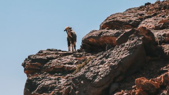 Berggeit Jebel Shams