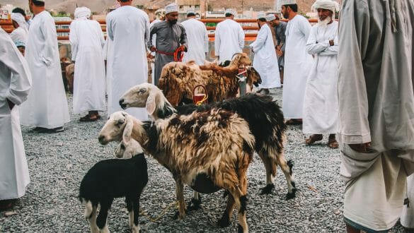 Geitenmarkt Nizwa