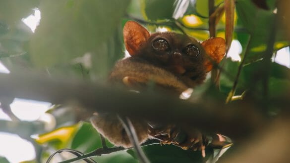 Spookdrietje Bohol