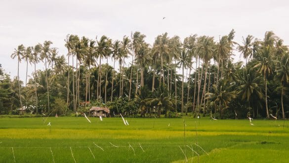 Rijstvelden Siquijor