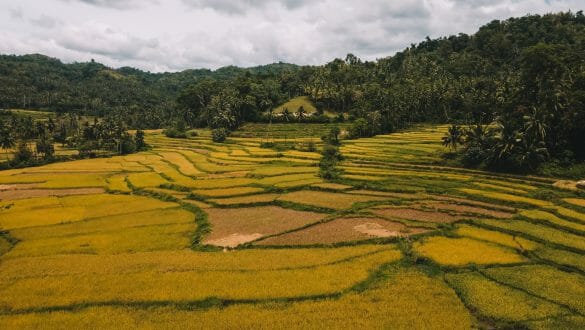 Rijstvelden Bohol