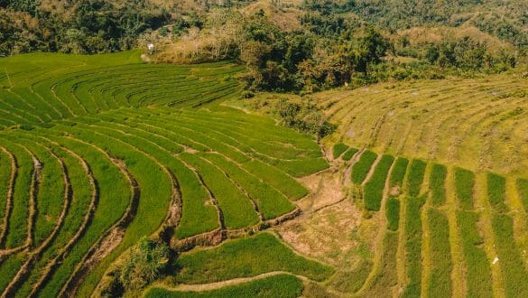 Cadapdapan rijstvelden Bohol