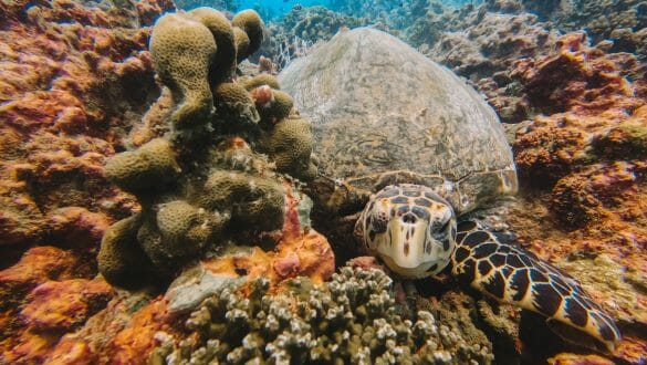 Duiken Mahé Seychellen