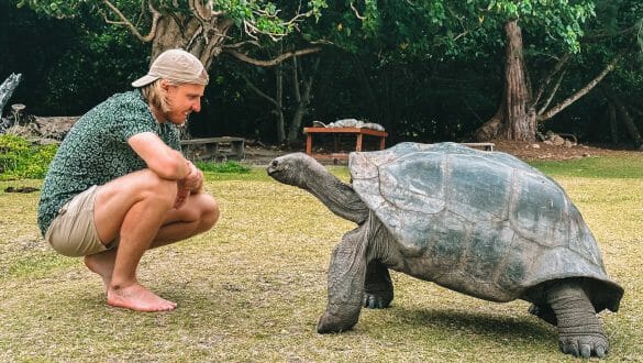 Reuzenschildpadden Curieuse Island