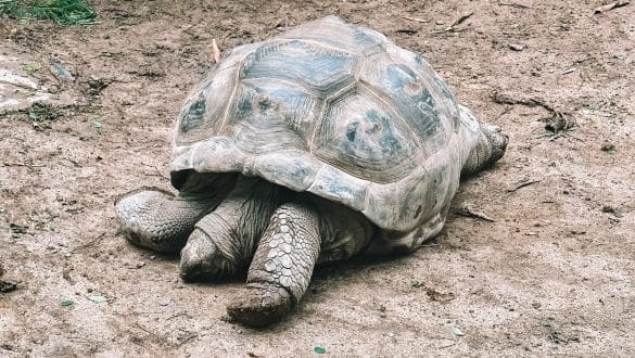 Takamaka reuze schildpad