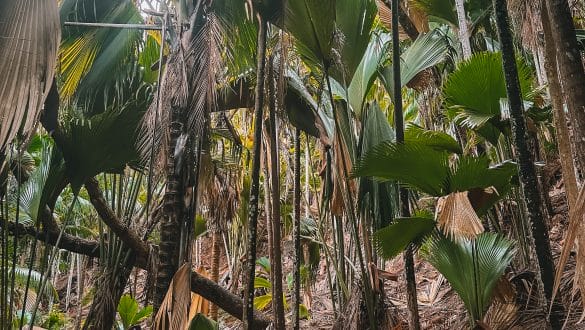 Fond Ferdinand Nature Reserve Praslin