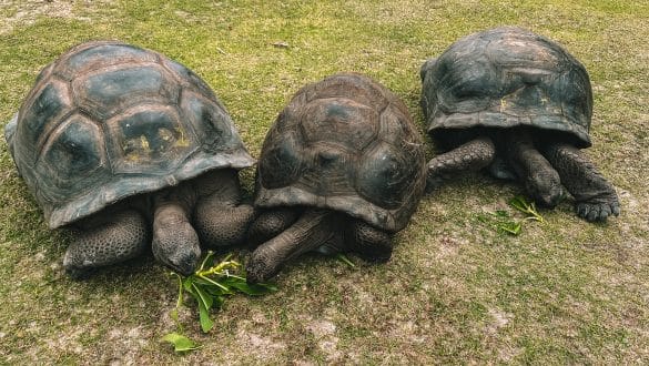 Reuzenschildpadden Curieuse Island Praslin