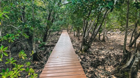 Mangrovebos Curieuse Island