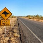 Kangoeroes Australie bord langs de weg