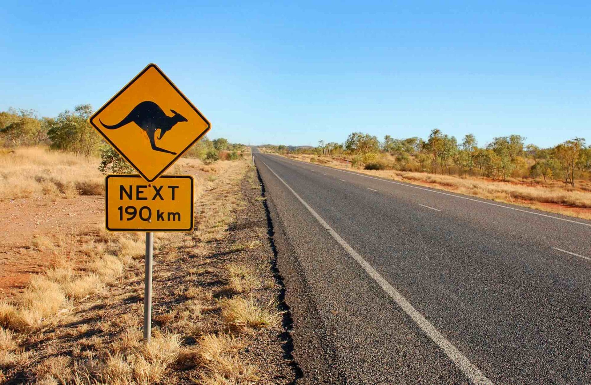 Kangoeroes Australie bord langs de weg