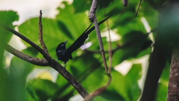 Seychelles Paradise Flycatcher