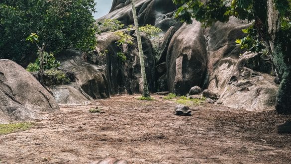 Reuzenschildpadden L'Union Estate La Digue