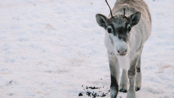 Rendierenboerderij Lapland