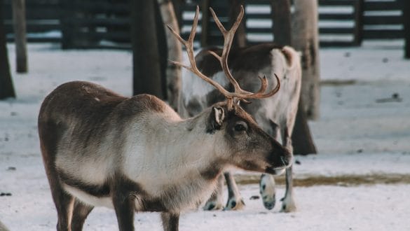 Rendierenboerderij Lapland