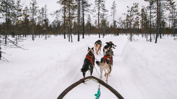 Husky Safari Muonio