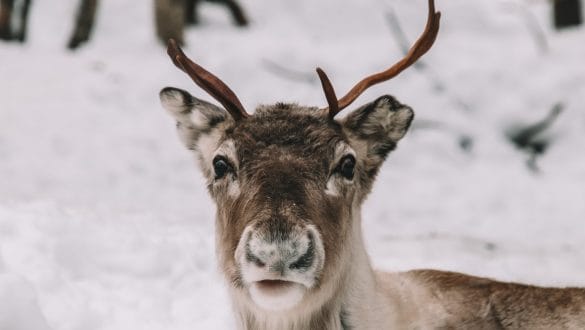 Rendier Samiland Levi Lapland