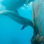 Dive site ‘Katza’ (Dolphin Reef)
