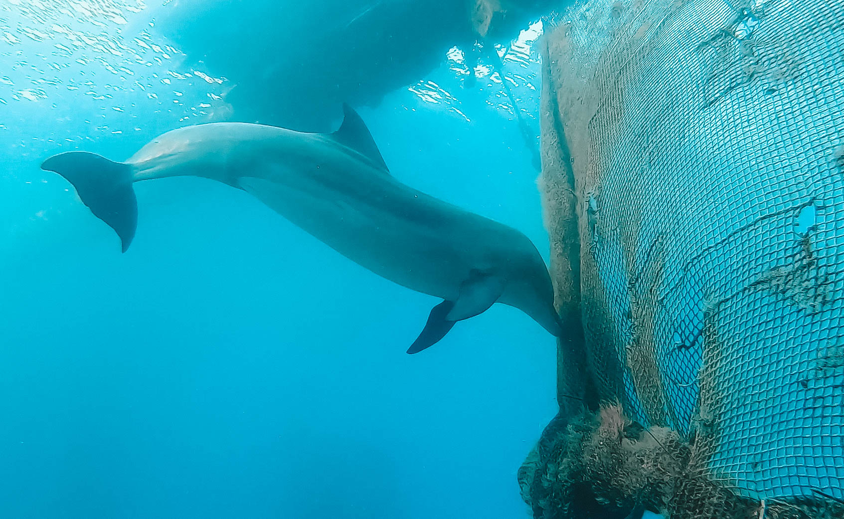 Dive site ‘Katza’ (Dolphin Reef)