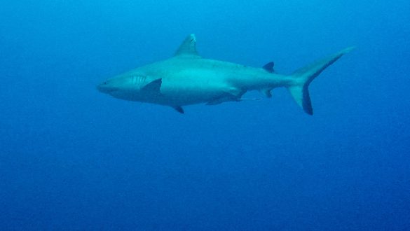 Maafushi shark