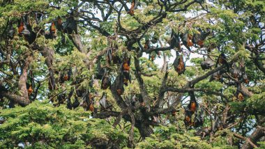 Fruit bats Tissa Lake