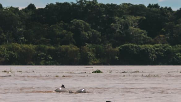Grey dolphin Amazon