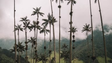 Valle de Cocora Colombia